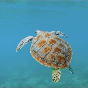 Meet your Posher, Adena